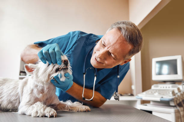 Best Emergency Dental Care for Sports Injuries in Colonial Beach, VA